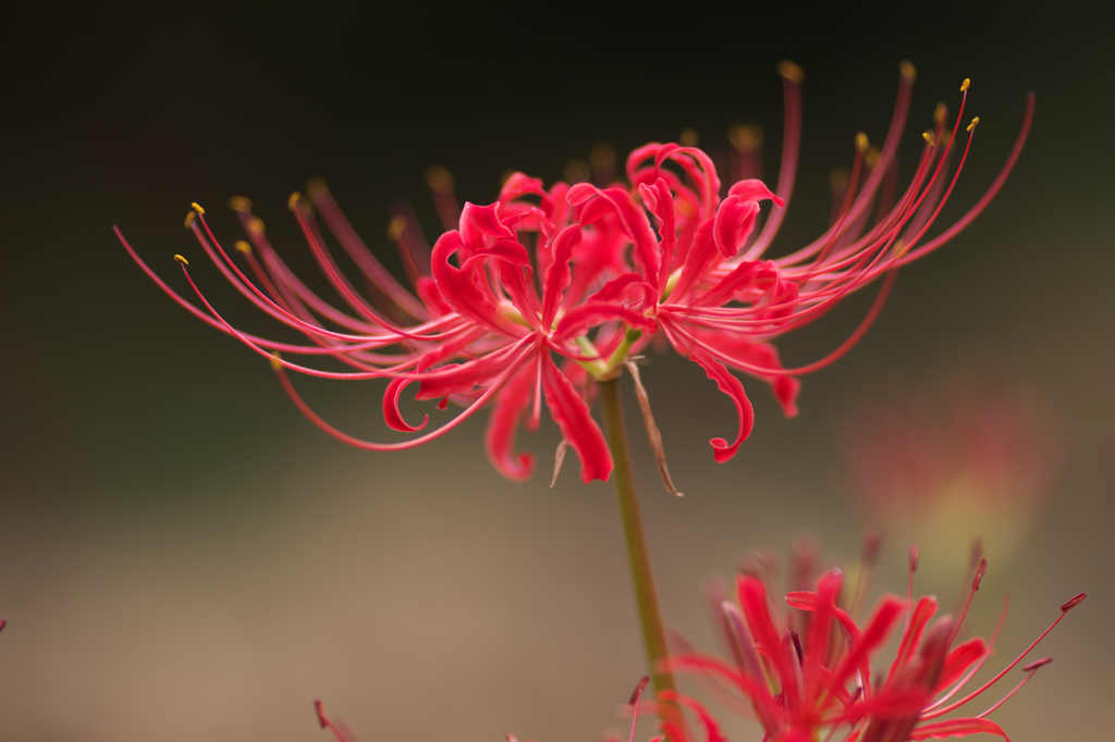 葉は花を見ず　花は葉を見ず・・・