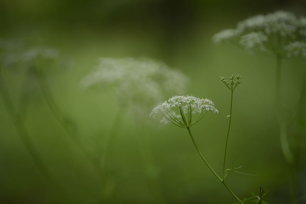 雨の森…６月