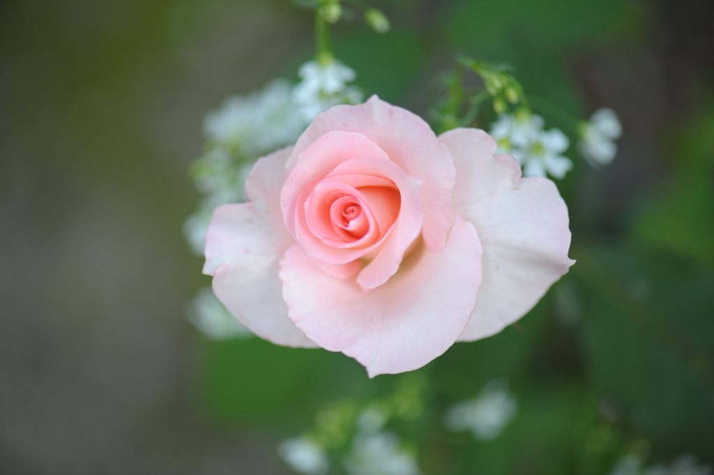 待ち受け素材 Pink Rose By 去り行くもまた Id 写真共有サイト Photohito