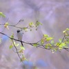 風に吹かれて…5月