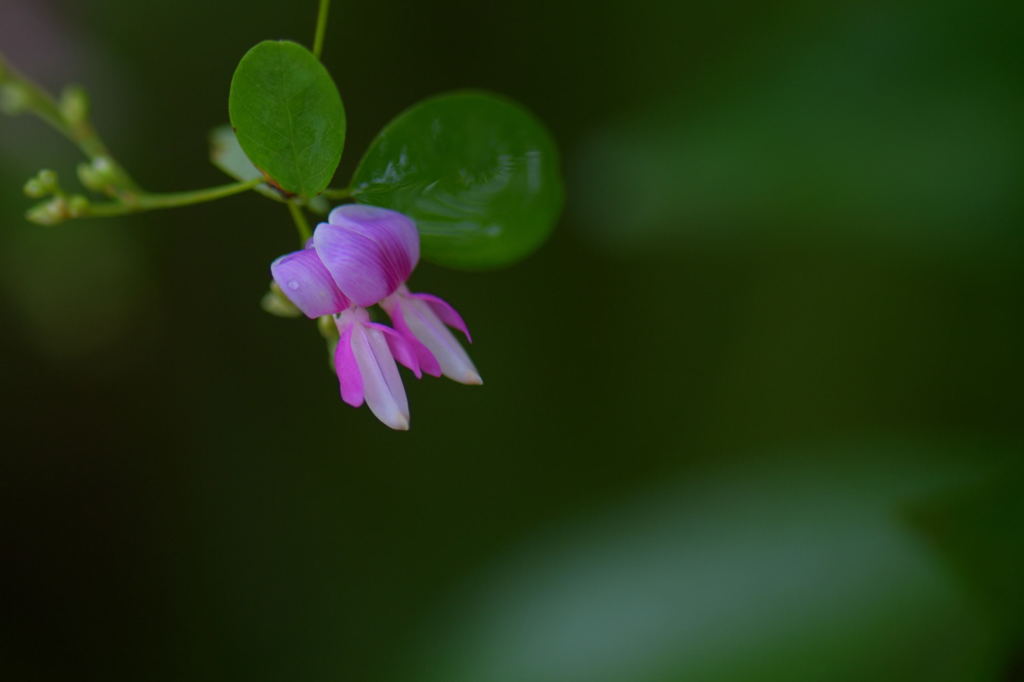 秋の雨…