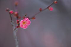 梅の花　香る季節に・・・