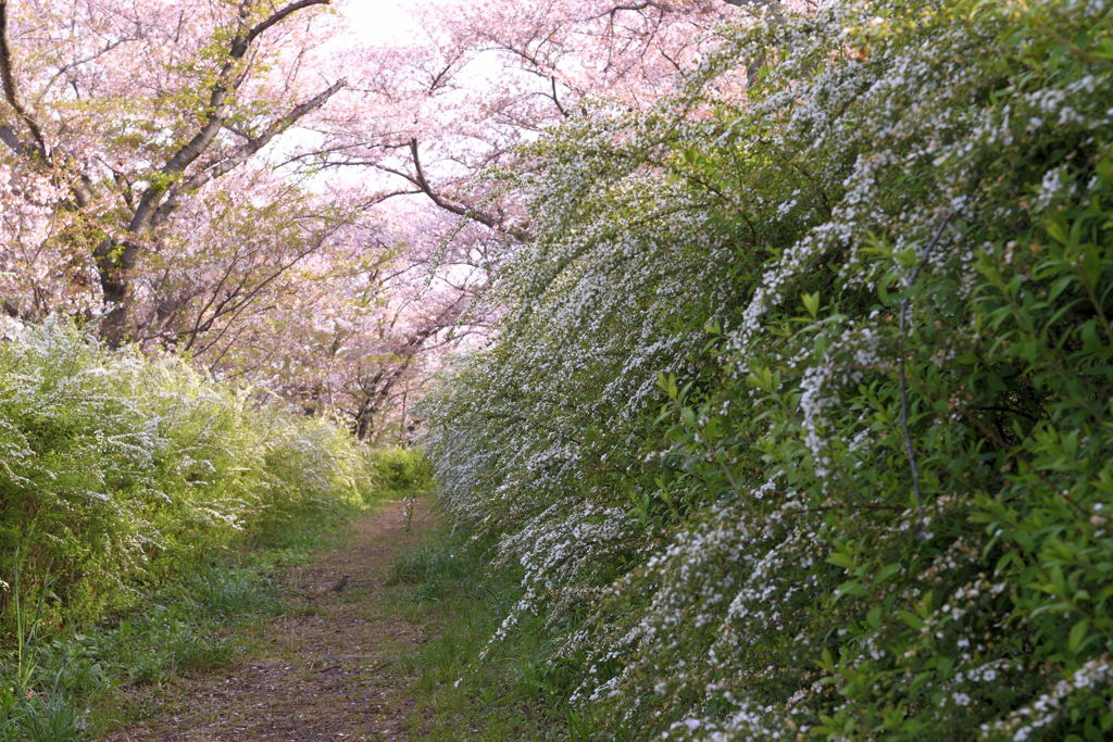 春を見送って…