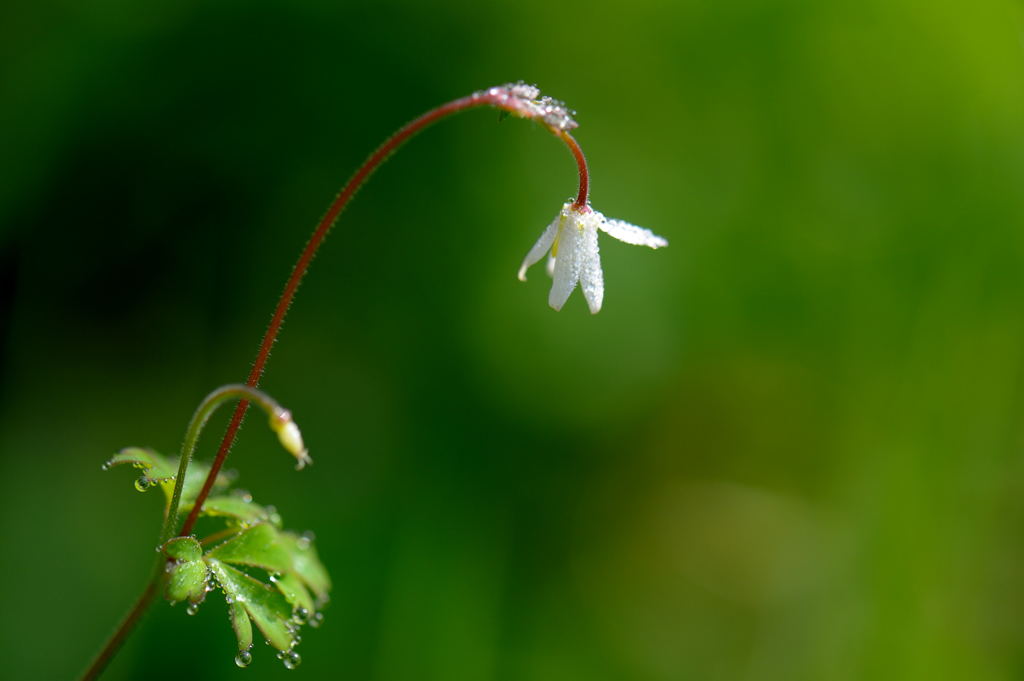 小さな花と朝露と・・・　