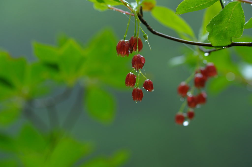 ６月  雨の公園にて…