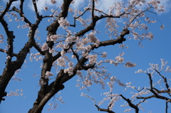 公園の桜