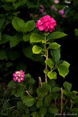 紫陽花