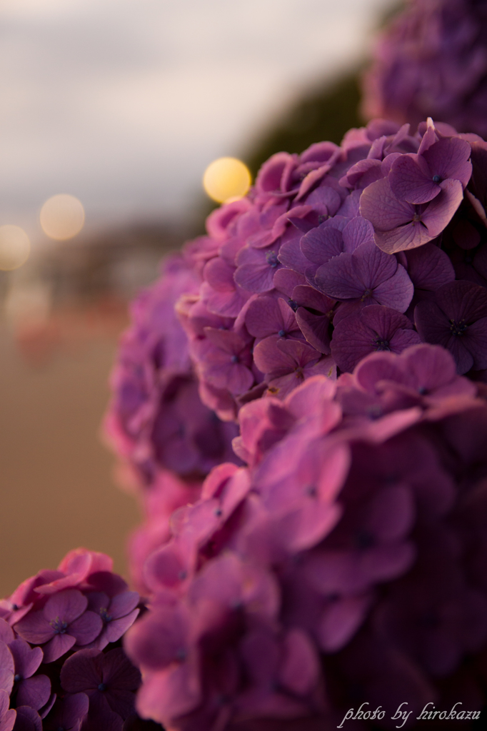 紫陽花