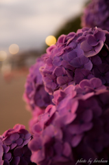 紫陽花