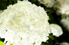 紫陽花