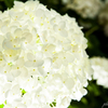 紫陽花