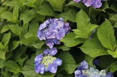 五月雨の紫陽花