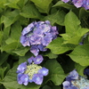 五月雨の紫陽花