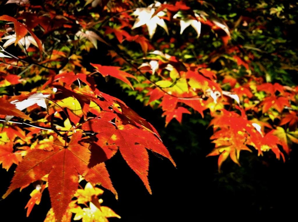 夜紅葉