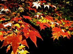 夜紅葉