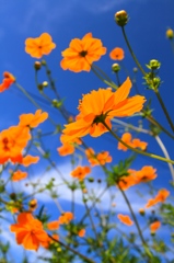 flowerrrrrrrrrr