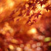 Autumn Glory