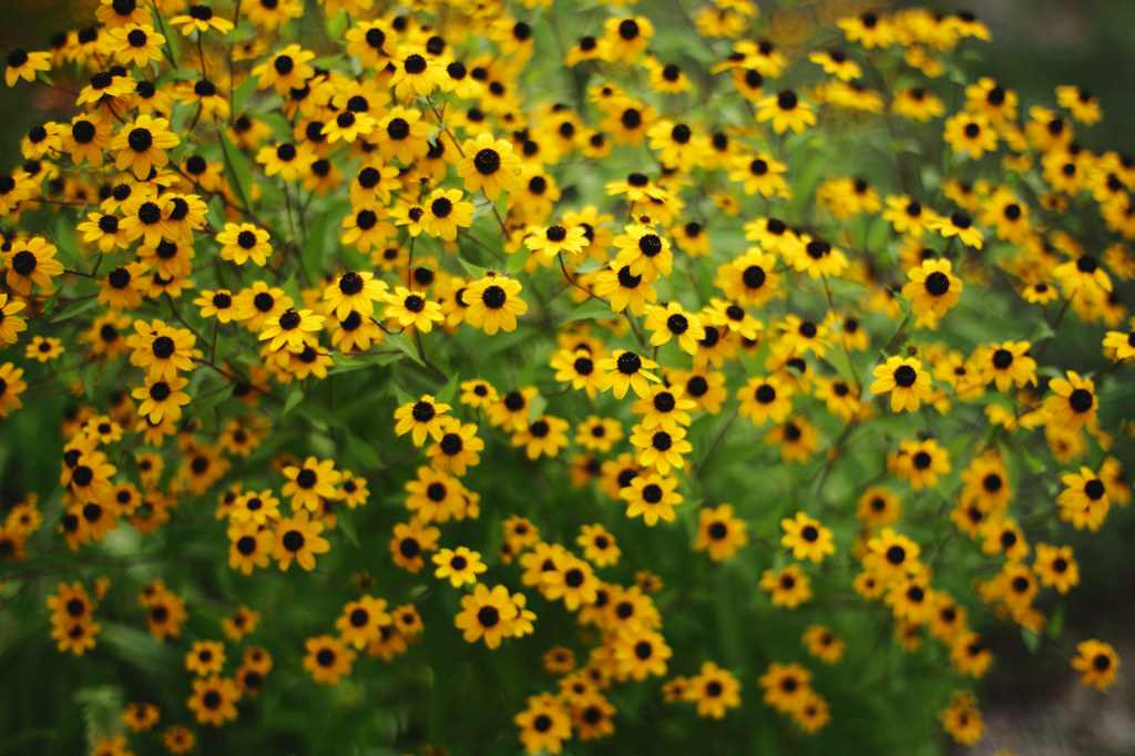 Rudbeckia