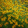 Rudbeckia