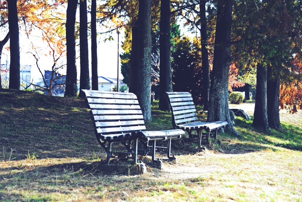 Ｒ3.11.17天満公園8070