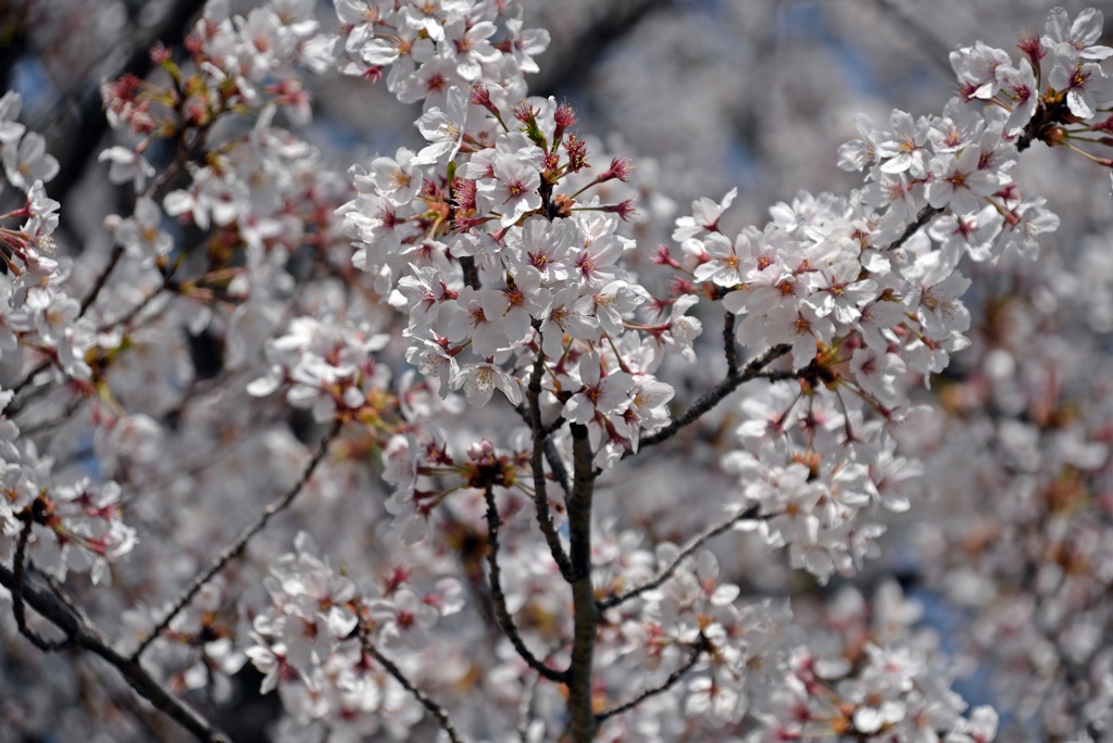 R3年4月2日教信寺桜２