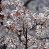 R3年4月2日教信寺桜２