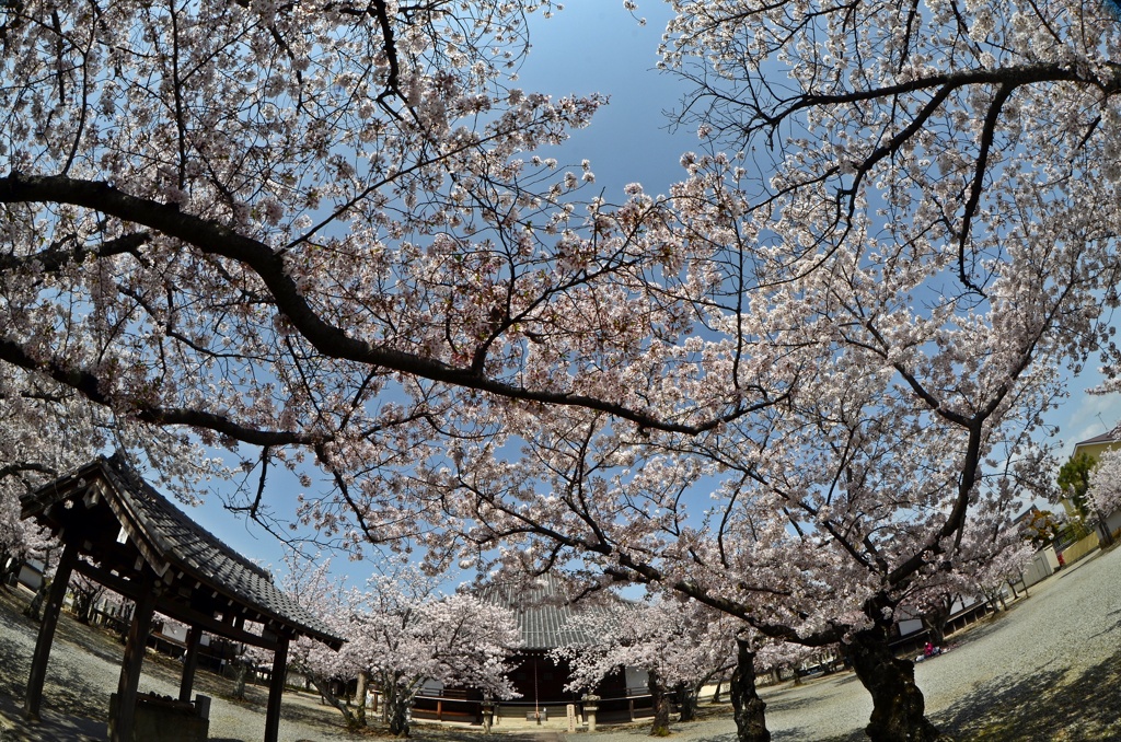 R3年4月2日教信寺桜「魚眼レンズ」
