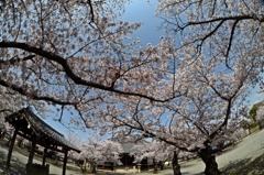 R3年4月2日教信寺桜「魚眼レンズ」