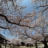 R3年4月2日教信寺桜「魚眼レンズ」