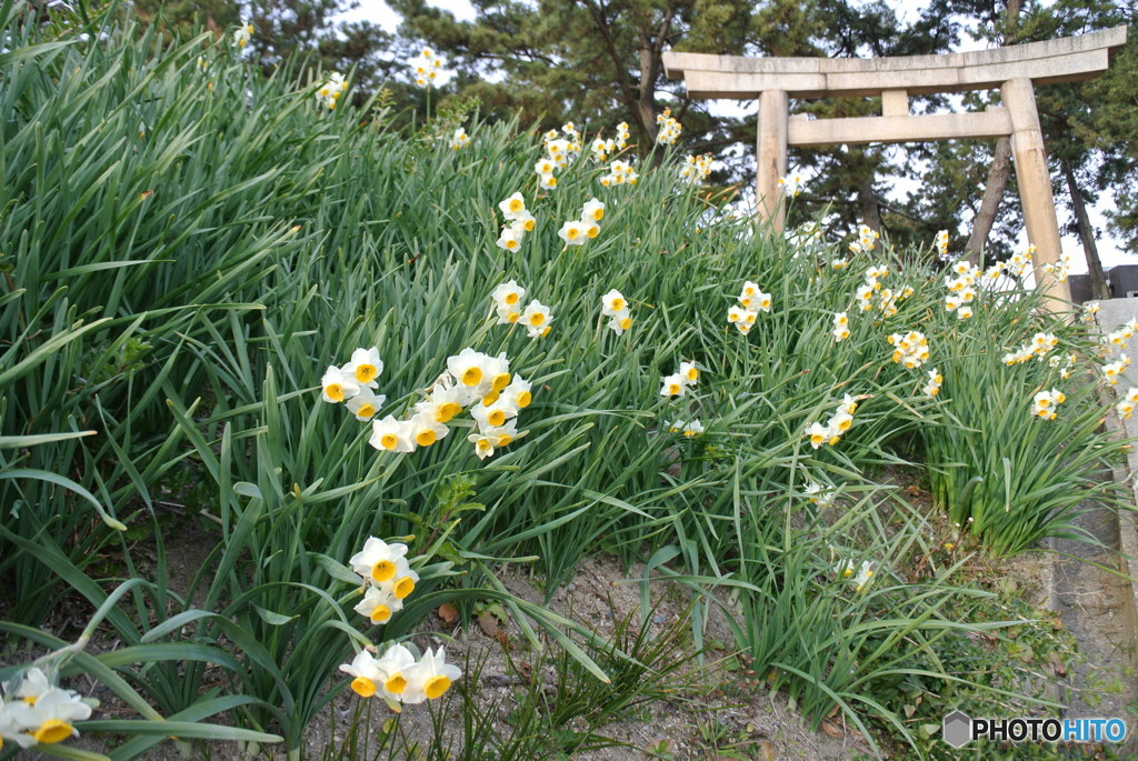 鳥居と水仙。