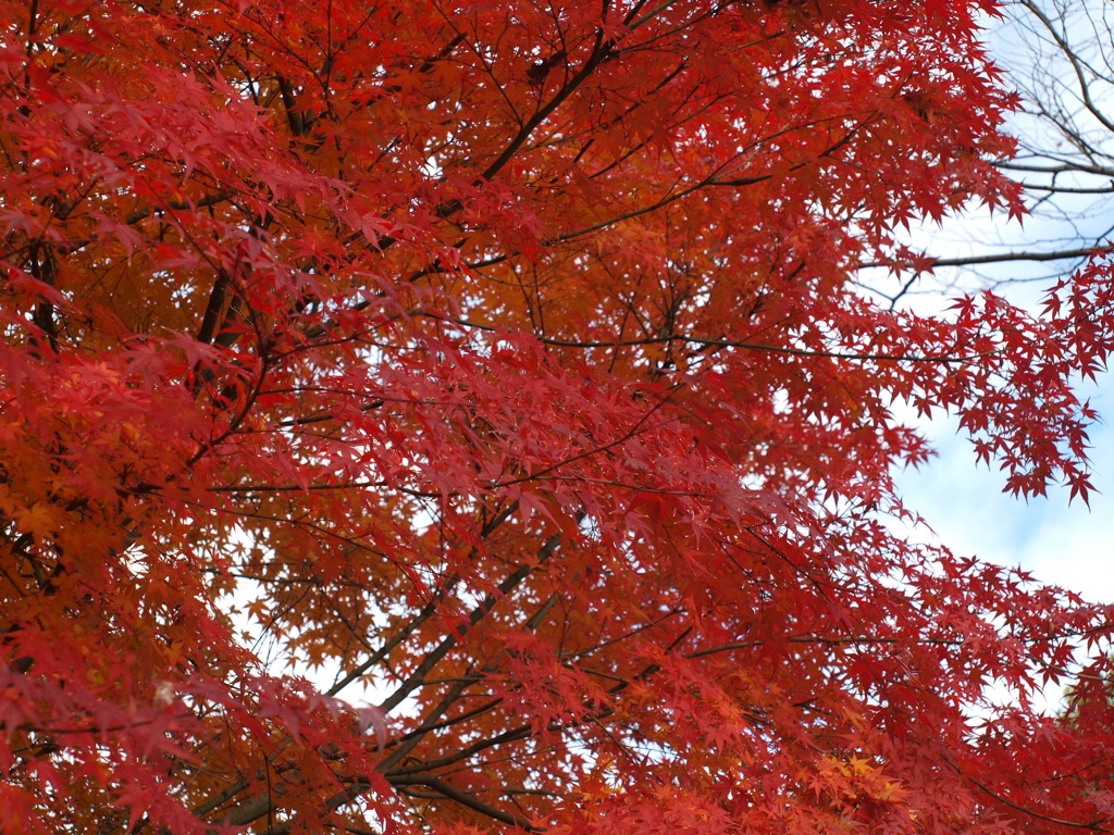 紅葉