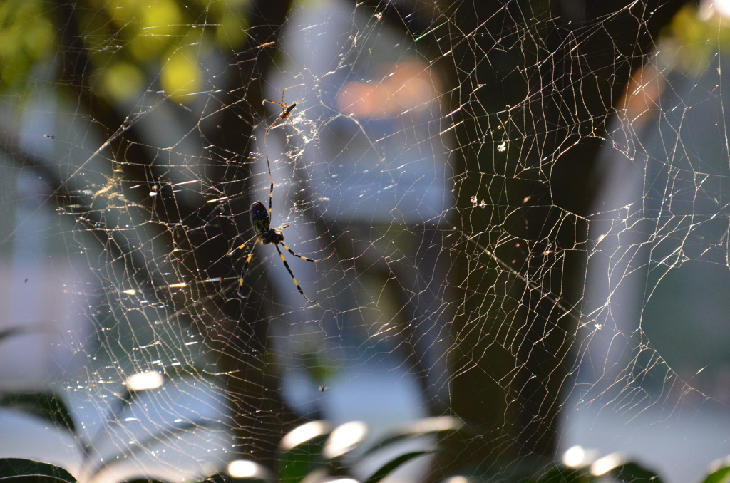 蜘蛛の巣