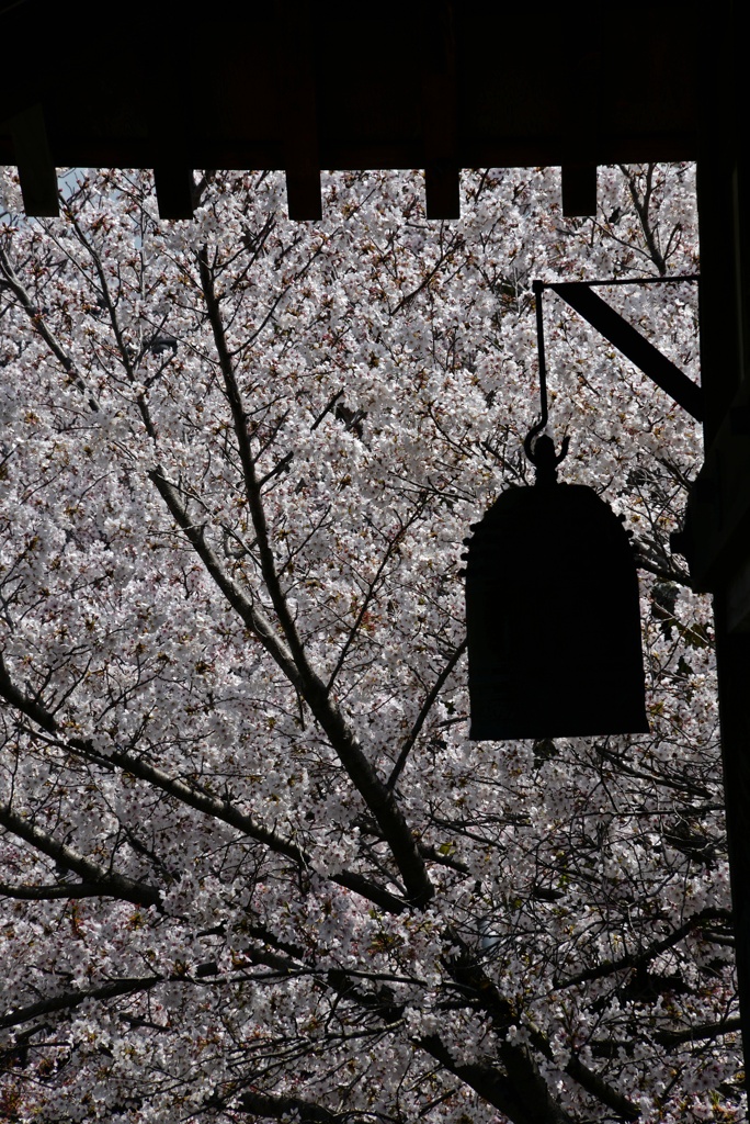 R3年4月2日教信寺桜３