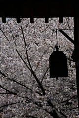 R3年4月2日教信寺桜３