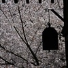 R3年4月2日教信寺桜３