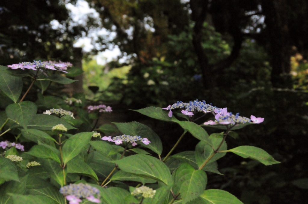 紫陽花のある風景