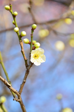 2016年２月８日御厨神社白梅