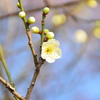 2016年２月８日御厨神社白梅