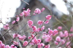 須磨寺　梅