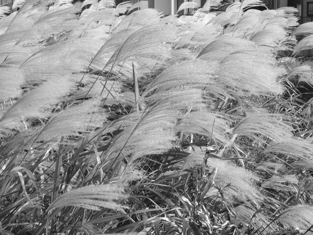 風に揺れながら…