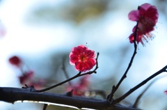 2016年２月８日御厨神社紅梅