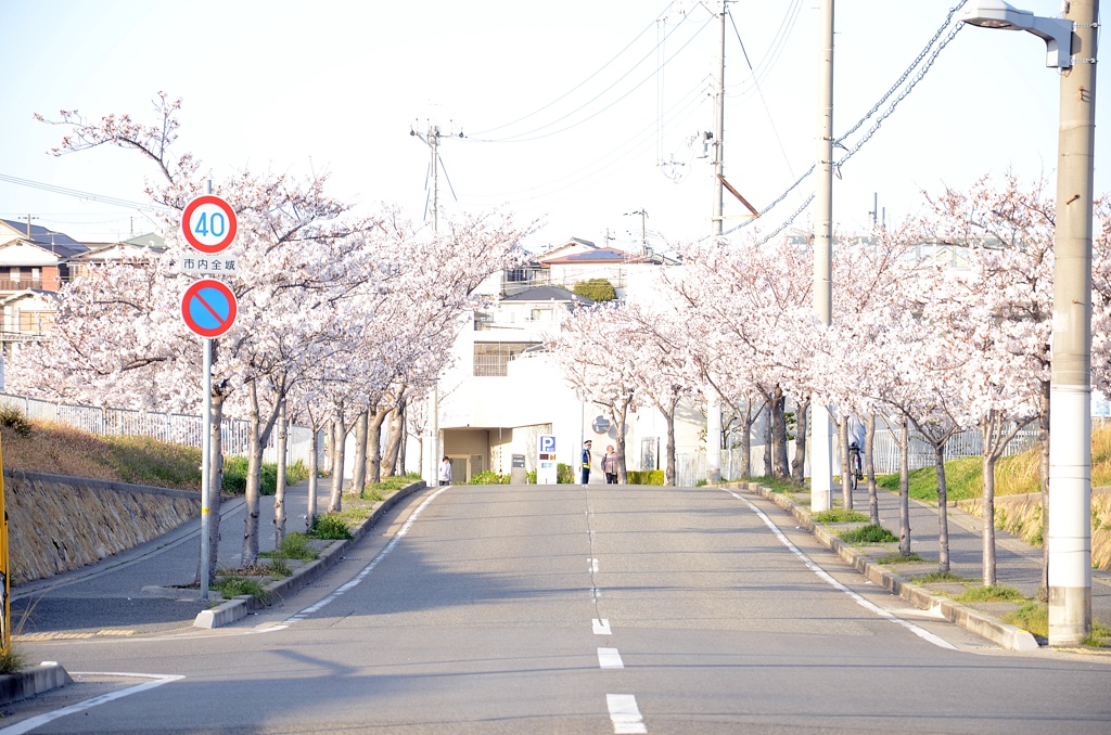 なぁちょっと桜きれいやなぁ