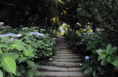 紫陽花のある風景２