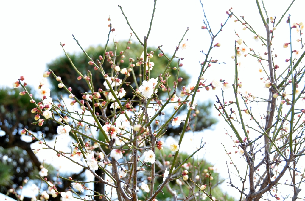 曽根天満宮　白梅