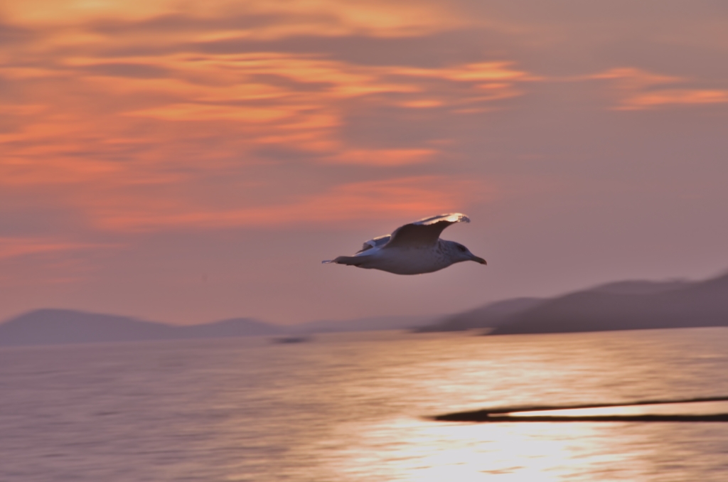 夕日を浴びて