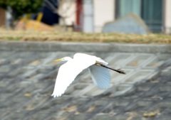 飛び立つⅢ