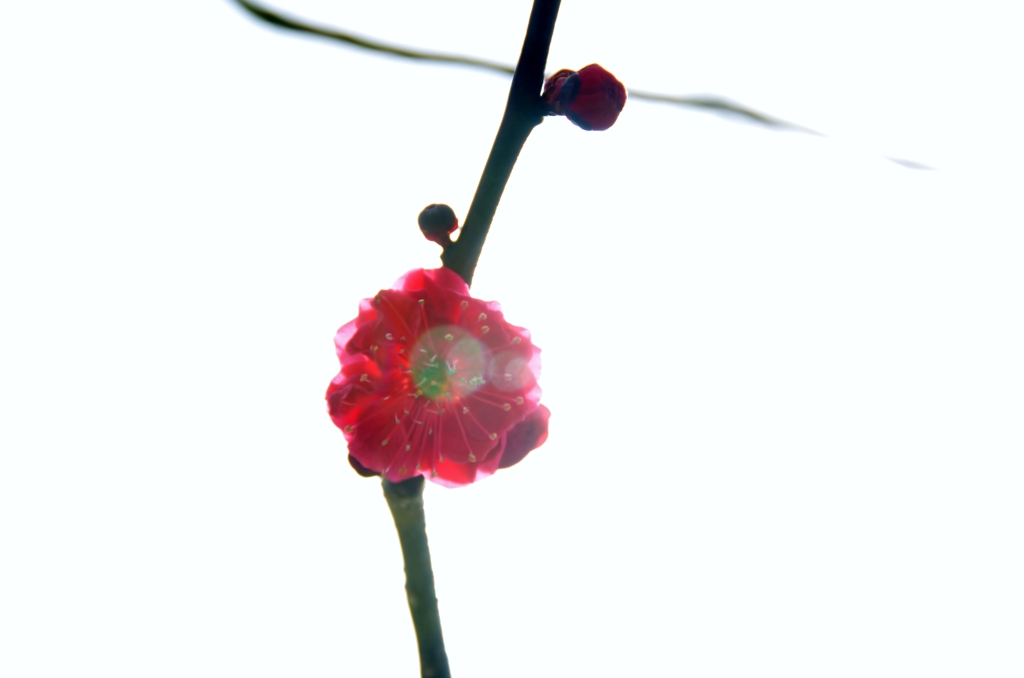 紅梅
