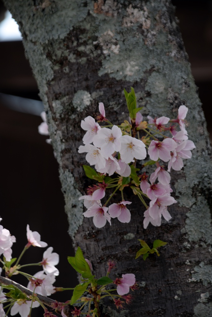 R3年4月2日教信寺桜１