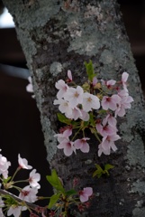 R3年4月2日教信寺桜１