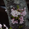R3年4月2日教信寺桜１